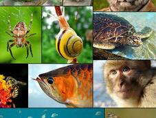 numeri della biodiversità Italia