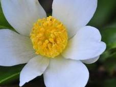 nuovi prodotti all’olio camelia fate