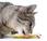 L'alimentazione gatto :gli errori piu' comuni