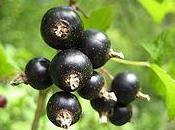 Omeopatia si:allergie ribes nigrum.