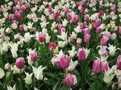 Castello Pralormo: Messer Tulipano, seconda ultima parte