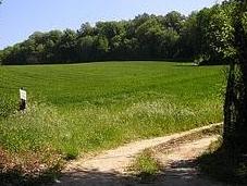 Maggio verde ciccione valnerina