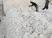 rovinano raccolti cotone contadini indiani