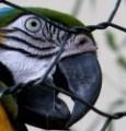Scomparso pappagallo chiamava “terroni” vicini