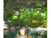 pergola glicine antica d’Europa