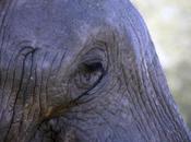 Kenya elefanti sono salvi