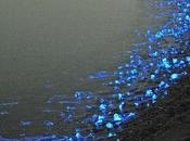 calamari-lucciola Giappone