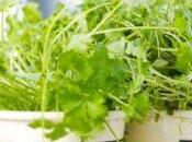 delle erbe aromatiche
