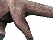 bellissimo tiranno piumato...