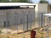 Allarme randagi Terrasini Cinisi, attesa canile terminato