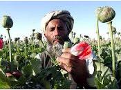 produzione oppio Afghanistan: economia nazionale traffici internazionali