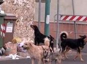 Ancora cani aggressivi Milano: serve censimento campi