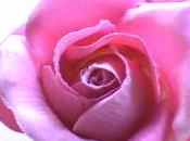 Rose,rosoni rosette ovvero l'amore, bello buono della vita