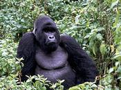 Sale euro persona tassa Uganda andare vedere gorilla montagna