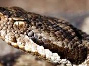 Scopriamo quali sono animali pericolosi Gargano