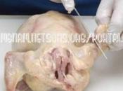 pollo