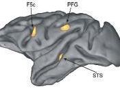 Mirror neurons