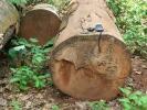 Bacino Congo deforestazione raddoppia