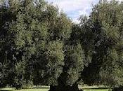 Nasce Salento Parco degli olivi salvati.