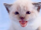 Raccolta wallpapers dedicati gatti