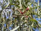 Acacia saliciana, studio rivela nuove proprietà curative
