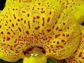 calceolaria