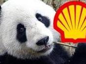 soldi Green Oil: finanziato gestito Royal Dutch-Shell