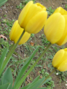 Primavera