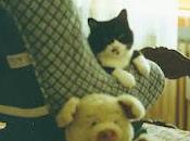 Galleria delle fotografie (più meno) artistiche. Capitolo primo: GATTI.