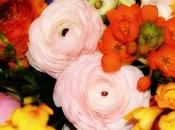 Buon compleanno, Melagranata