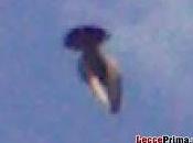 Lecce, Carabinieri caccia UFO, solo uccello