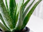 L'Aloe vera