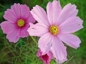 Cosmos bipinnatus