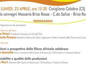 Sostenibilità della filiera olivicola, Calabria interroga.