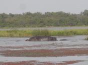 Mare Hippopotames, Lago degli Ippopotami