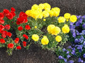 Giorno della Terra 2012, Google doodle Earth