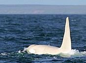 “Iceberg” l’orca bianca della Kamčatka