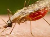 Giornata Mondiale contro Malaria