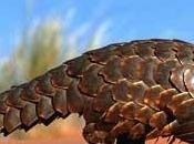 Ecco Ubuntu Precise Pangolin 12.04 potete scaricarlo sito ufficiale ecco tutte caratteristiche