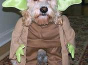 cane Yoda