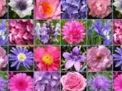 Cattolica fiore urbano Forlì