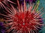 Maxi sequestro ricci mare