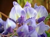 felicità saponosa...