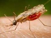 Malaria: parassita resiste farmaco efficace