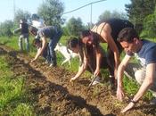 Agricoltura partecipativa: primo maggio salentino