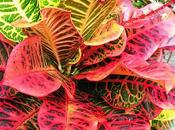 Croton (Codiaeum variegatum)