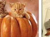 Candy gattoso