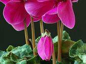 ciclamino Cyclamen