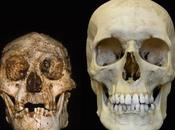 Riaperto dibattito sull' Homo floresiensis: "hobbit" Sapiens?
