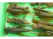 datemi spiedino cavallette fritte